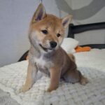 Sparta-female-Shiba-Inu-puppy-for-sale-1 (3)
