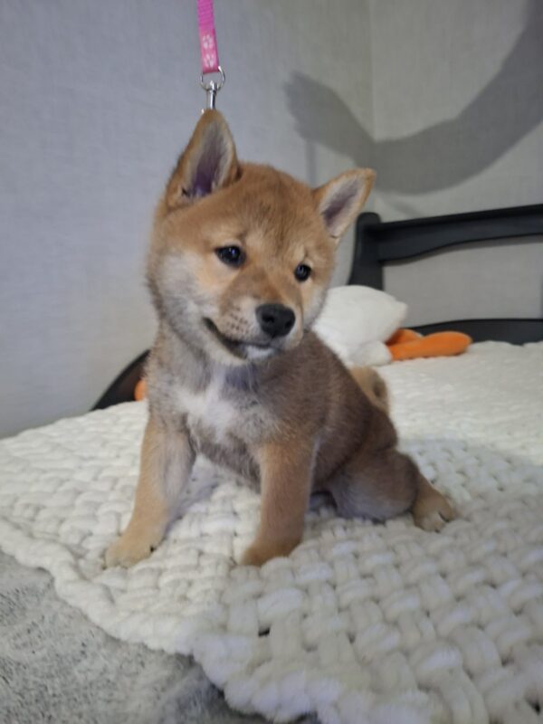 Sparta Shiba Inu Sparta Shiba Inu
