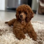 Suzy-female-miniature-poodle-puppy-for-sale- (1)
