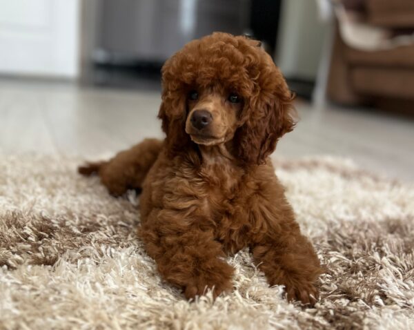 Suzy Miniature Poodle Suzy Miniature Poodle