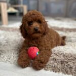 Suzy-female-miniature-poodle-puppy-for-sale- (1)