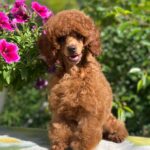 Suzy-female-miniature-poodle-puppy-for-sale- (1)