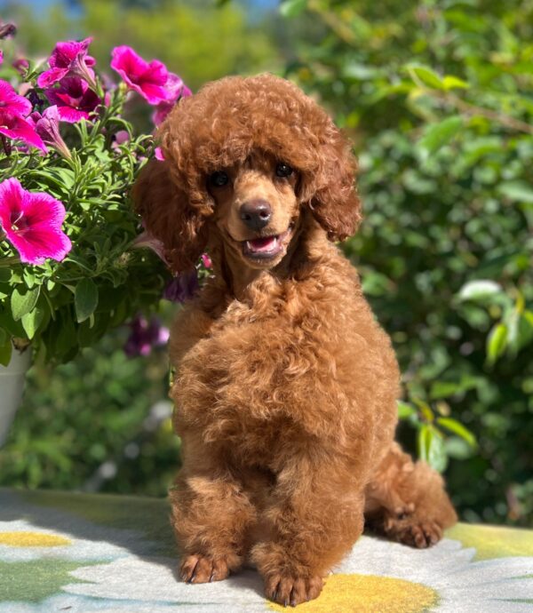 Suzy Miniature Poodle Suzy Miniature Poodle