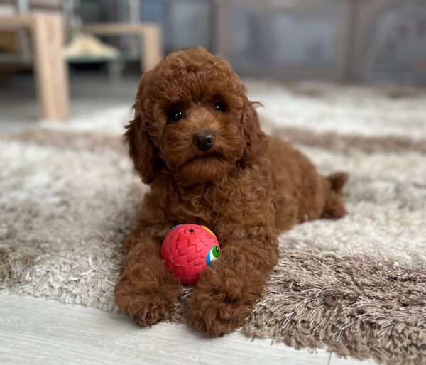 Suzy Miniature Poodle Suzy Miniature Poodle
