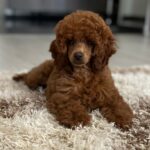 Suzy-female-miniature-poodle-puppy-for-sale- (2)