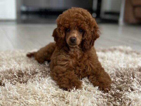 Suzy Miniature Poodle Suzy Miniature Poodle