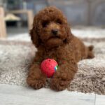 Suzy-female-miniature-poodle-puppy-for-sale- (2)