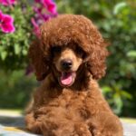 Suzy-female-miniature-poodle-puppy-for-sale- (2)