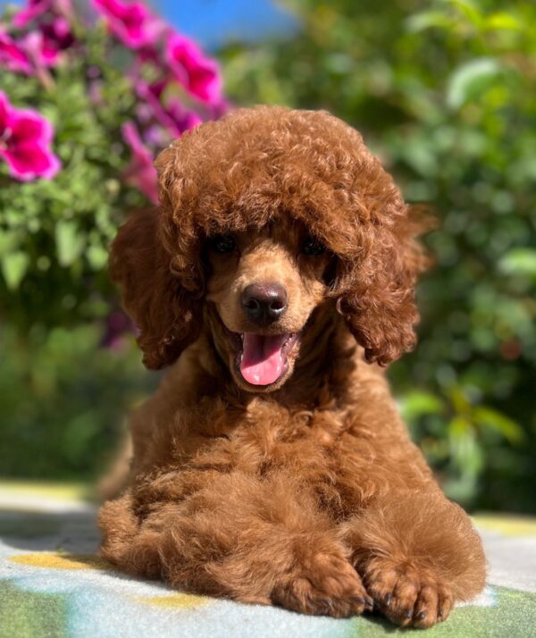 Suzy Miniature Poodle Suzy Miniature Poodle