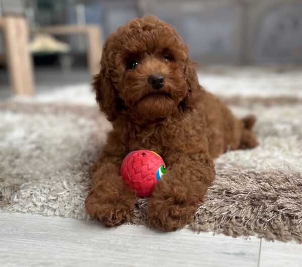 Suzy Miniature Poodle Suzy Miniature Poodle