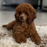 Suzy-female-miniature-poodle-puppy-for-sale- (3)