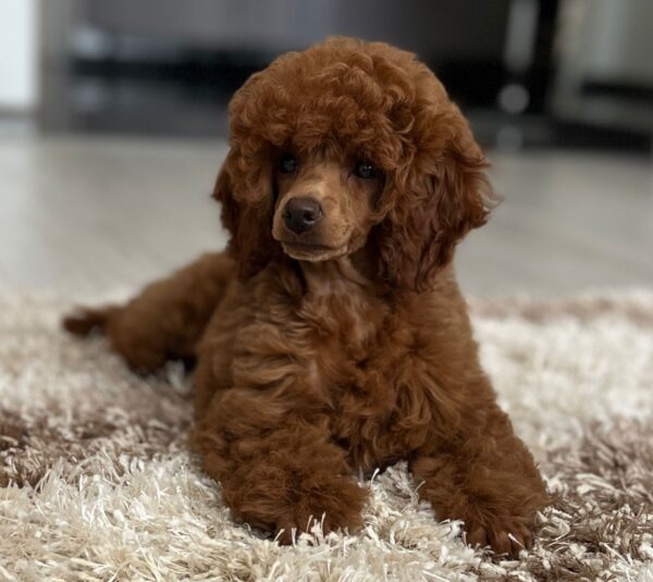 Suzy Miniature Poodle Suzy Miniature Poodle