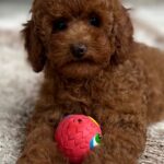 Suzy-female-miniature-poodle-puppy-for-sale- (3)