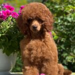 Suzy-female-miniature-poodle-puppy-for-sale- (3)