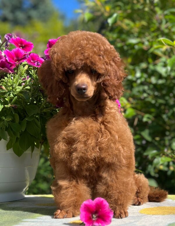 Suzy Miniature Poodle Suzy Miniature Poodle
