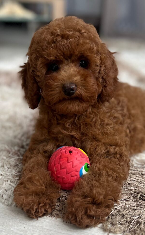 Suzy Miniature Poodle Suzy Miniature Poodle