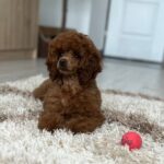 Suzy-female-miniature-poodle-puppy-for-sale- (4)