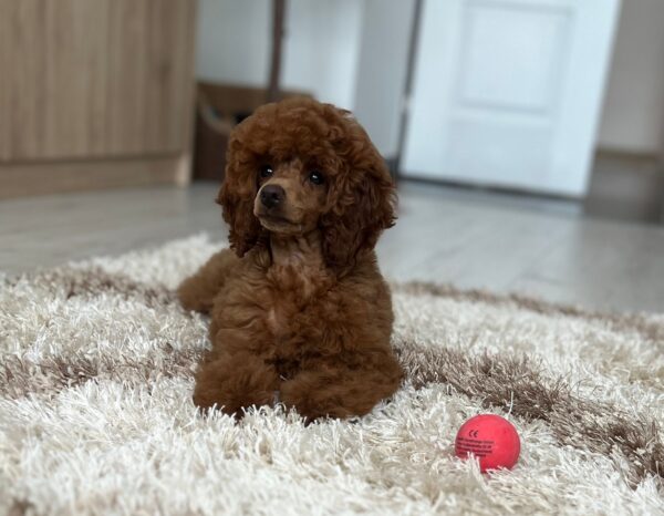 Suzy Miniature Poodle Suzy Miniature Poodle