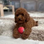Suzy-female-miniature-poodle-puppy-for-sale- (4)