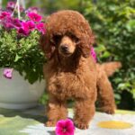 Suzy-female-miniature-poodle-puppy-for-sale- (4)