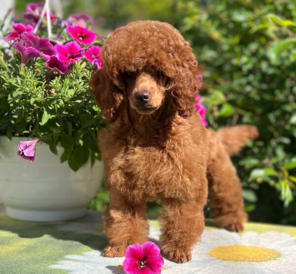 Suzy Miniature Poodle Suzy Miniature Poodle