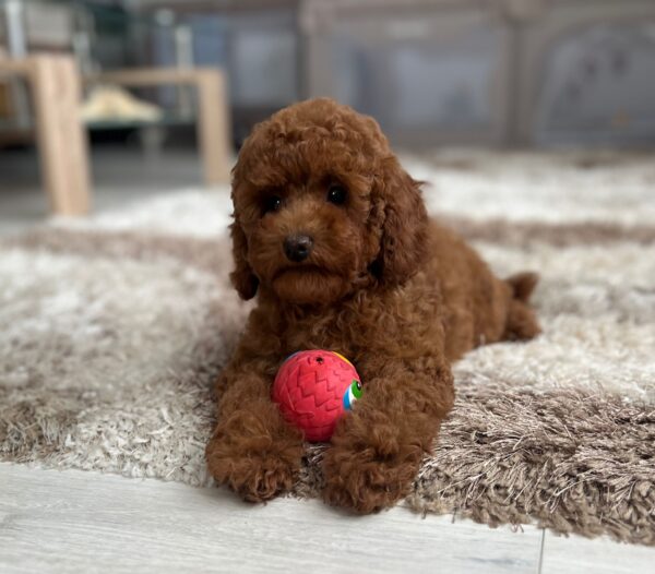 Suzy Miniature Poodle Suzy Miniature Poodle