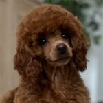 Suzy-female-miniature-poodle-puppy-for-sale- (5)