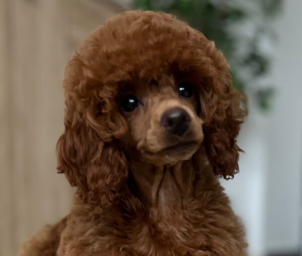 Suzy Miniature Poodle Suzy Miniature Poodle