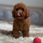 Suzy-female-miniature-poodle-puppy-for-sale- (5)
