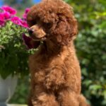 Suzy-female-miniature-poodle-puppy-for-sale- (5)