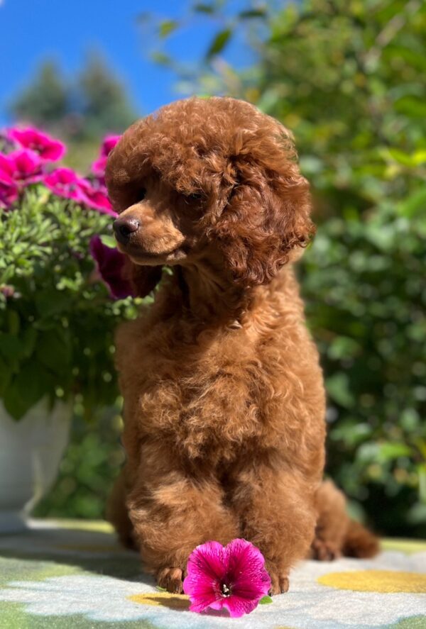 Suzy Miniature Poodle Suzy Miniature Poodle