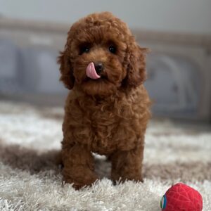 Suzy Miniature Poodle Suzy Miniature Poodle