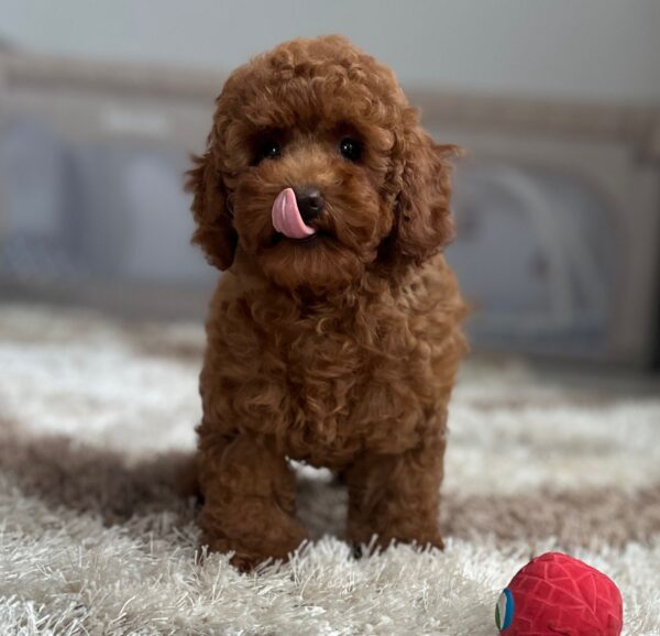 Suzy Miniature Poodle Suzy Miniature Poodle