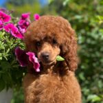 Suzy-female-miniature-poodle-puppy-for-sale- (6)