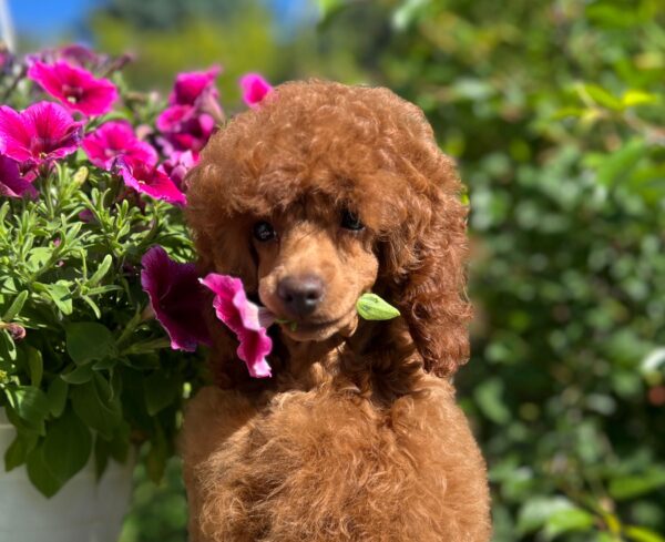 Suzy Miniature Poodle Suzy Miniature Poodle