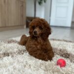 Suzy-female-miniature-poodle-puppy-for-sale- (6)