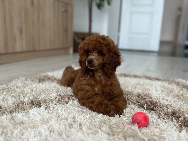 Suzy Miniature Poodle Suzy Miniature Poodle