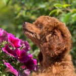 Suzy-female-miniature-poodle-puppy-for-sale- (7)