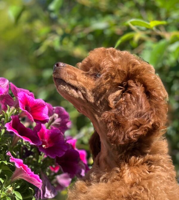 Suzy Miniature Poodle Suzy Miniature Poodle