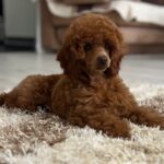 Suzy-female-miniature-poodle-puppy-for-sale- (7)