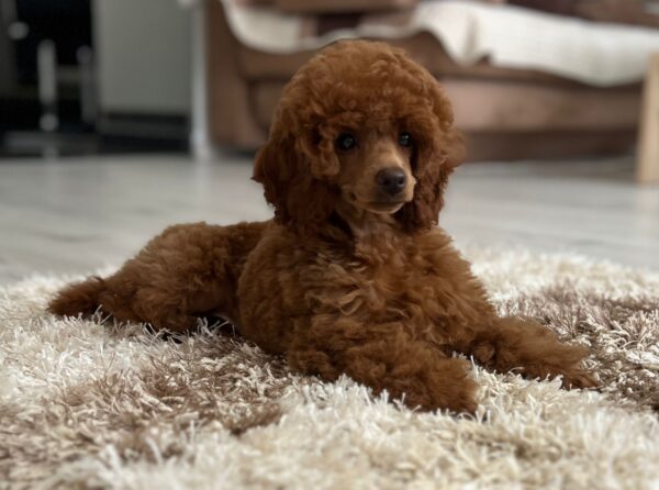 Suzy Miniature Poodle Suzy Miniature Poodle