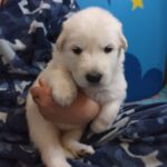 Talla-female-White-Swiss-Shepherd-puppy-for-sale-1