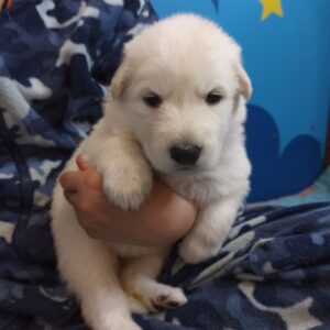Talla White Swiss Shepherd Talla White Swiss Shepherd