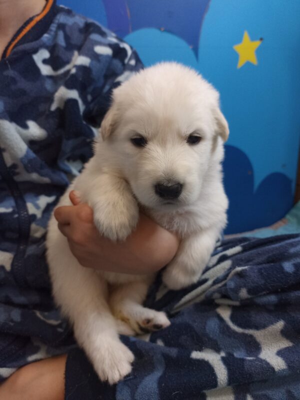 Talla White Swiss Shepherd Talla White Swiss Shepherd