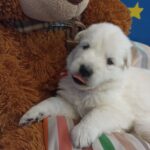 Talla-female-White-Swiss-Shepherd-puppy-for-sale-2