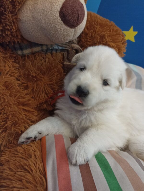 Talla White Swiss Shepherd Talla White Swiss Shepherd