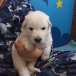Talla-female-White-Swiss-Shepherd-puppy-for-sale-3