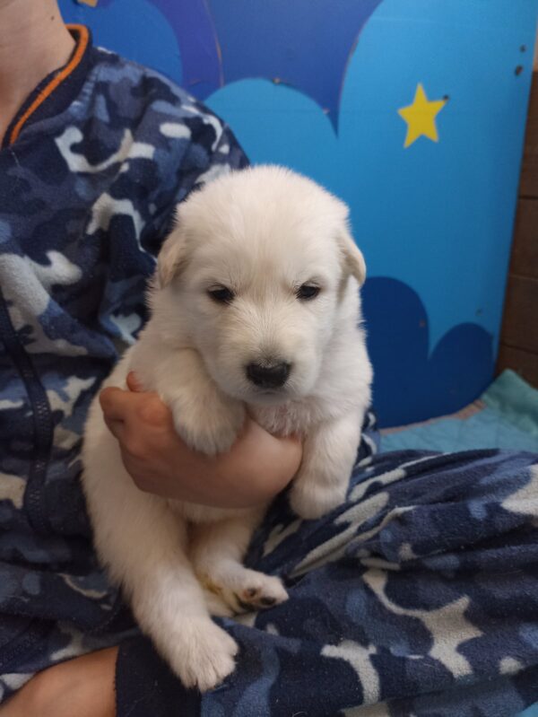 Talla White Swiss Shepherd Talla White Swiss Shepherd