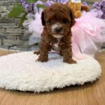 Tansy-female-Maltipoo-puppy-for sale-1