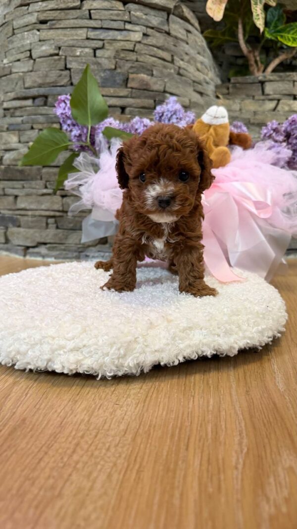 Tansy Maltipoo Tansy Maltipoo